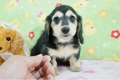 成約済の兵庫県のミニチュアダックスフンド(ロングヘアード)-73847の3枚目